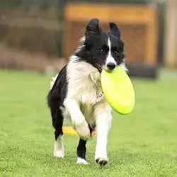 OnlinePetToys™- Dog rubber flying disc - Paw Wonderland